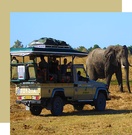 botswana safari volunteer